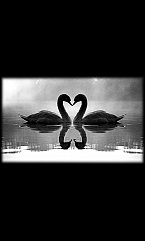 Животные Птицы 3