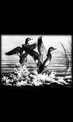 Животные Птицы 1