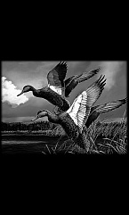 Животные Птицы 14