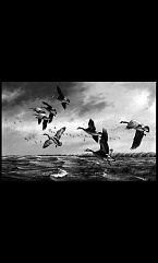 Животные Птицы 8