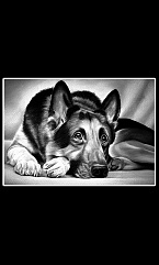 Животные Птицы 12