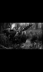 Животные Птицы 9